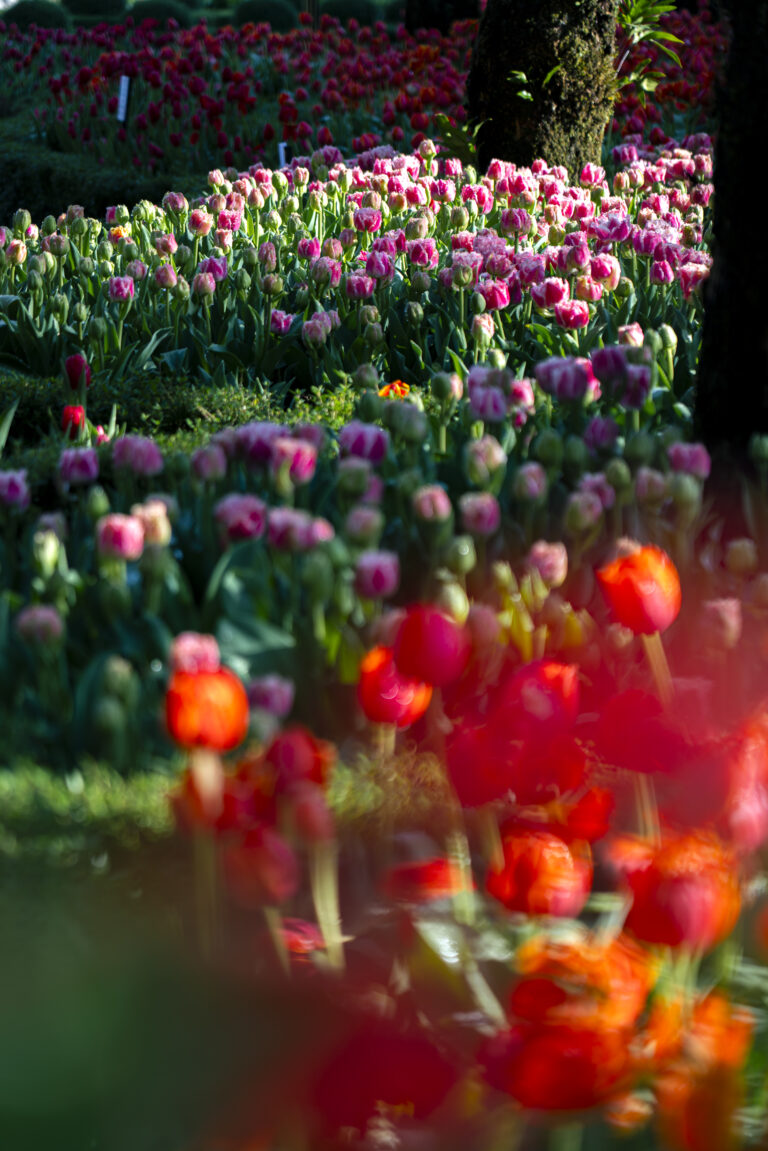 Lễ hội Tulip - Sự kiện được mong chờ nhất năm tại Bà Nà
