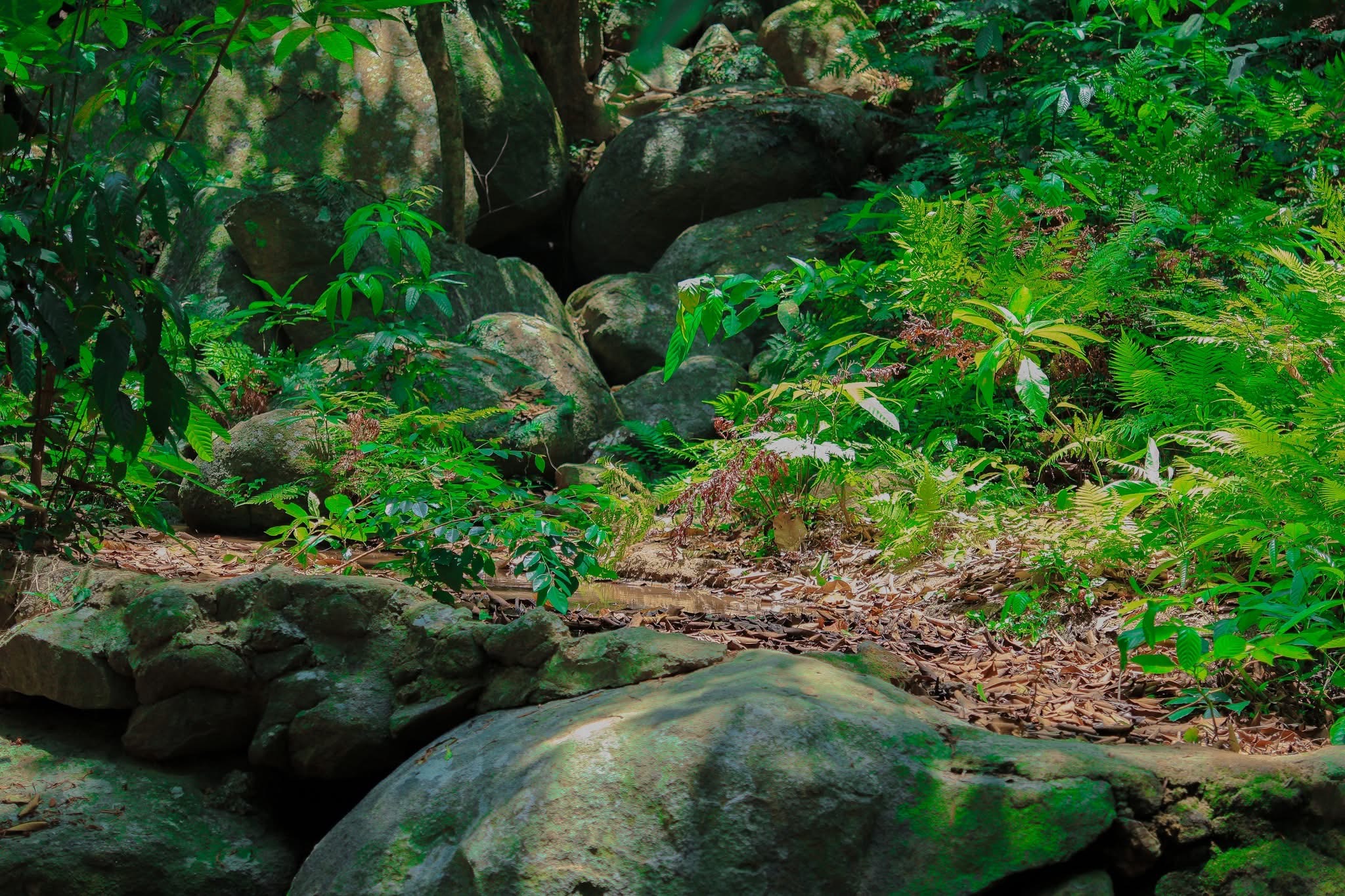 Trekking bán đảo Sơn Trà