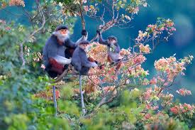 Trekking Sơn Trà ngắm voọc chà vá chân nâu