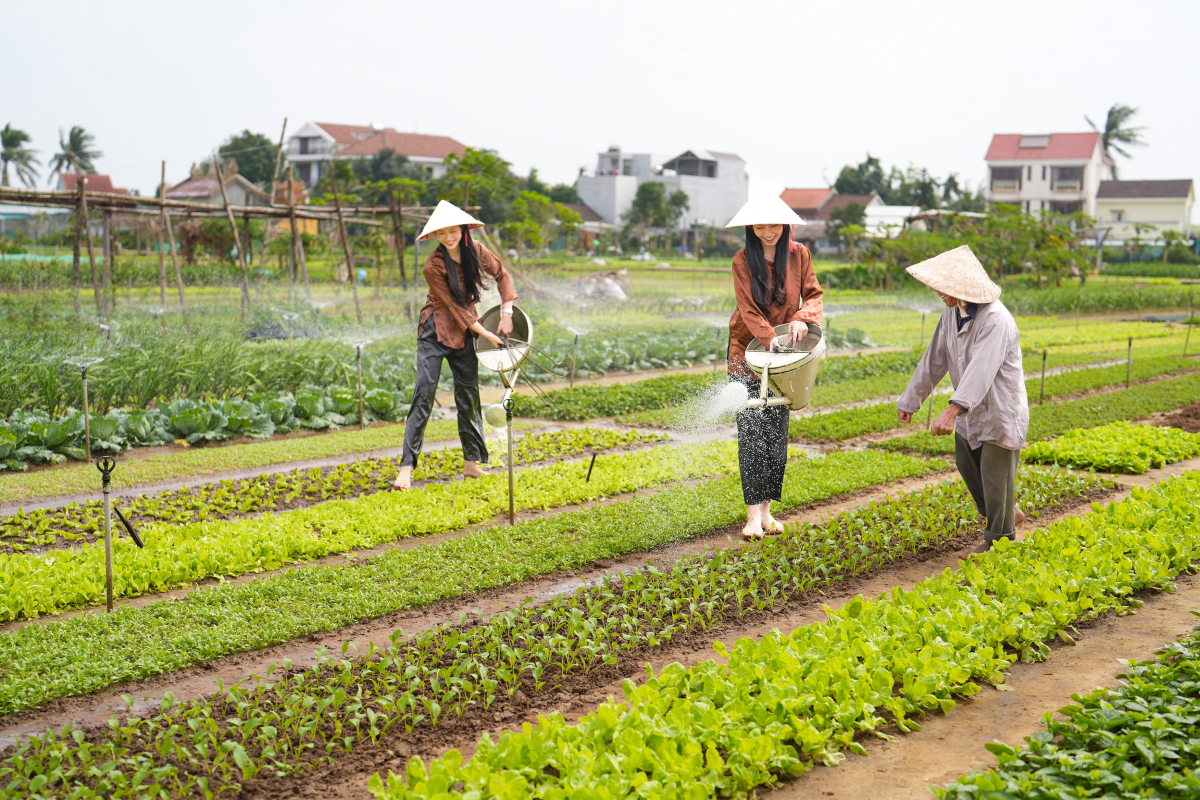 Một ngày làm nông dân tại Trà Quế